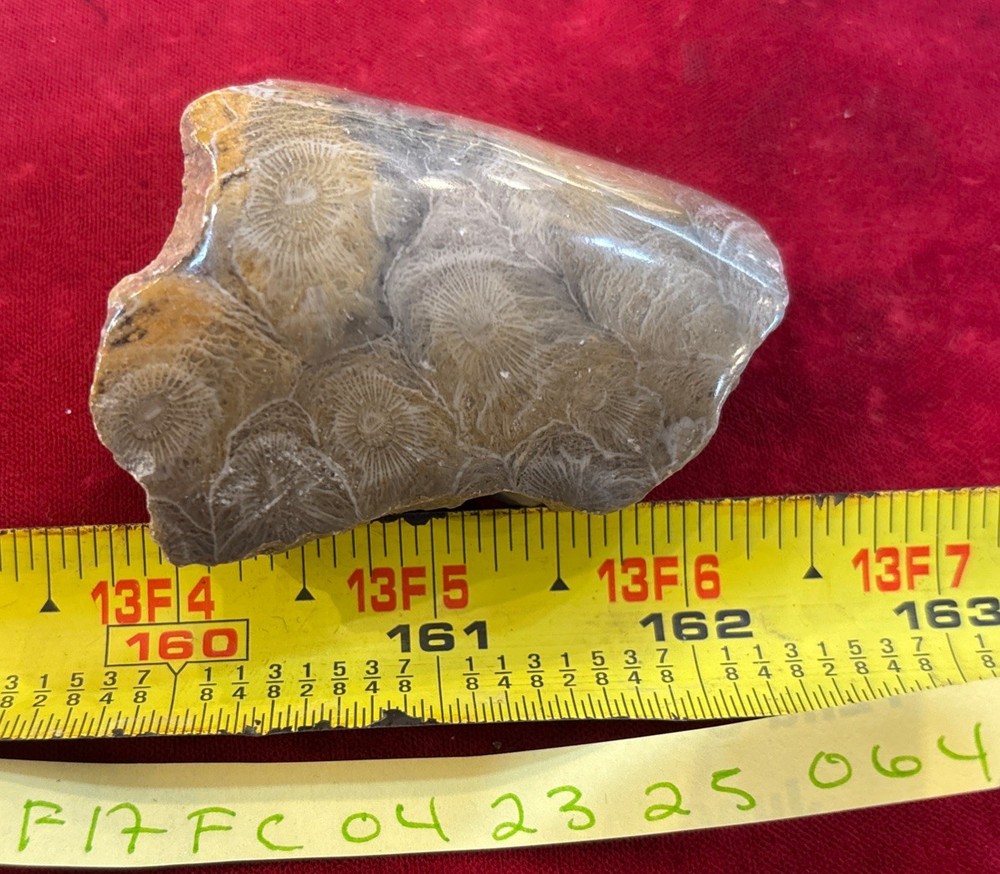 Petrified Coral End Polished