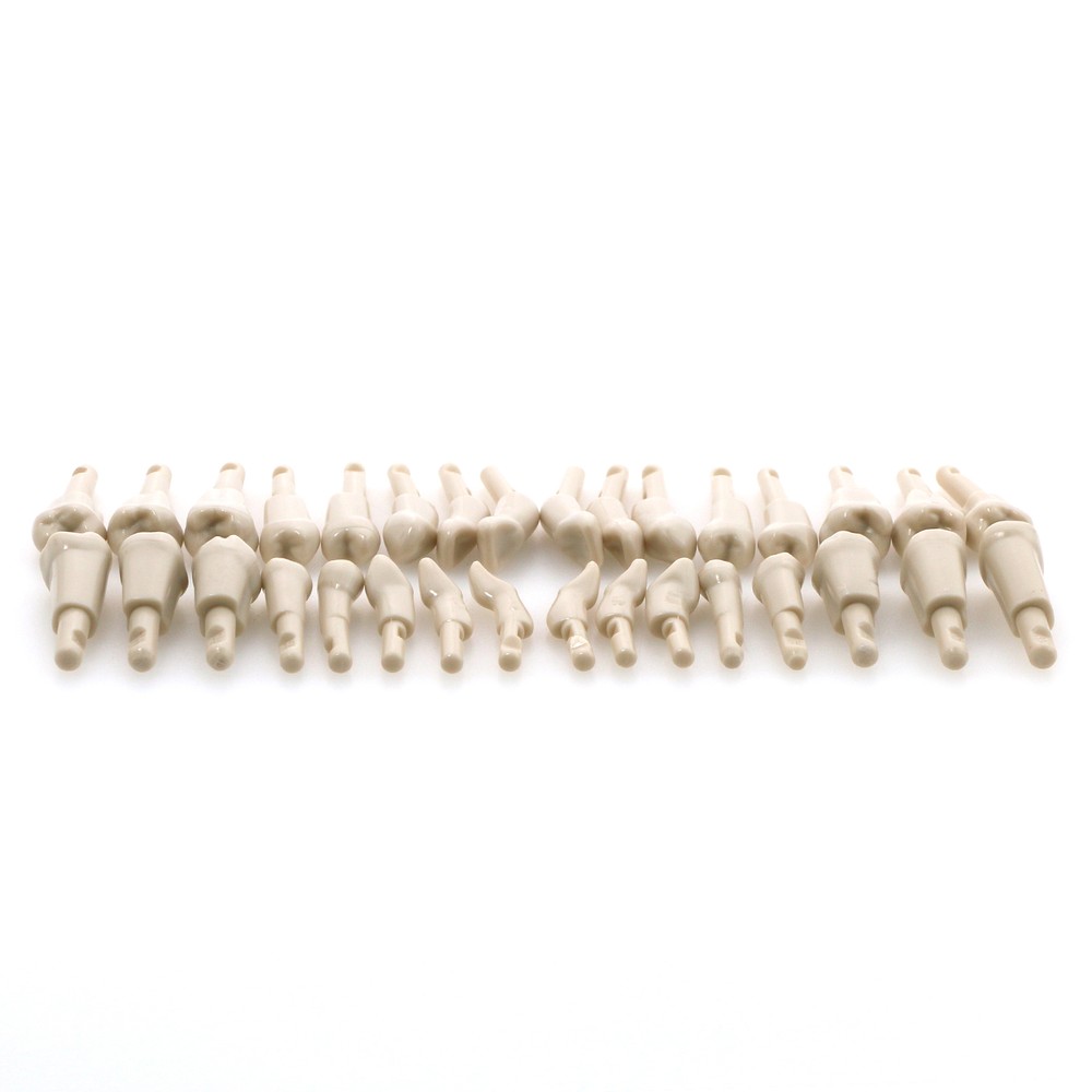 Dental 32 Pcs Tooth Model fit for KaVo Basic Model Teeth Retention Mechanism