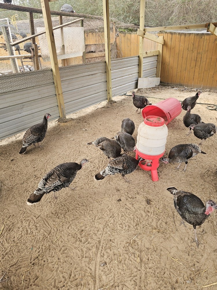 6 Eastern Turkey eggs for hatching