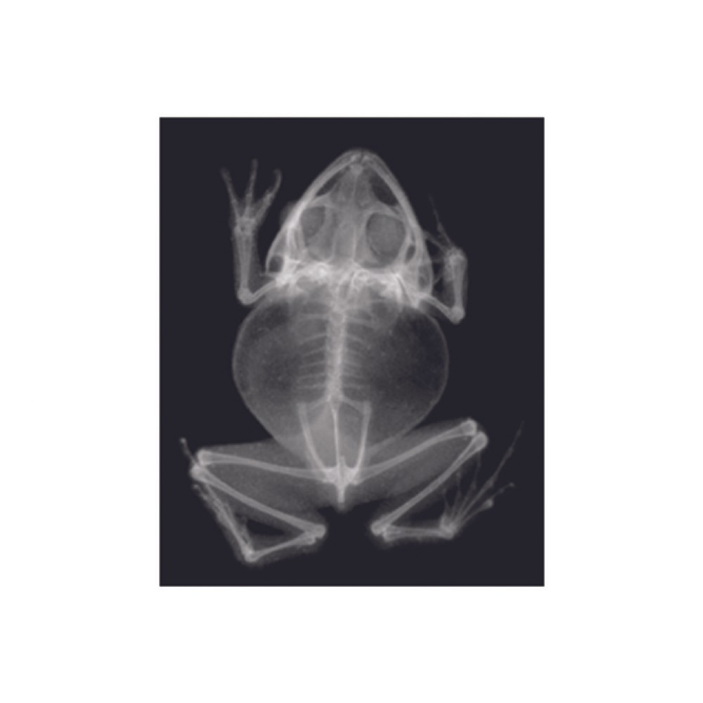 Roylco Animal X-Rays