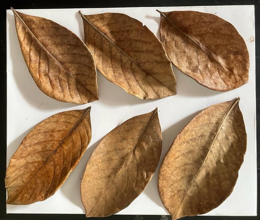 Jack fruit leaves