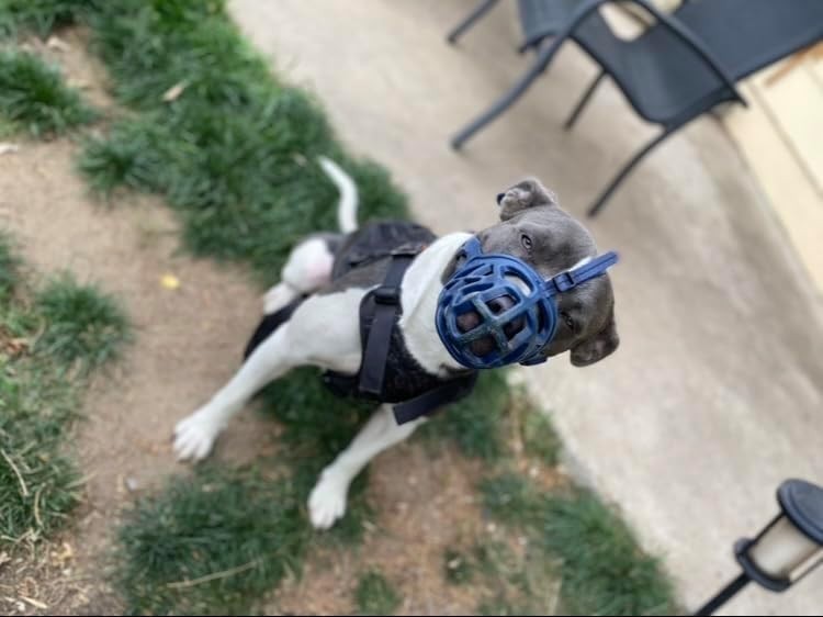 Adjustable Basket Muzzle for Small Medium Large Dogs - Gentle Anti-Bite Solution