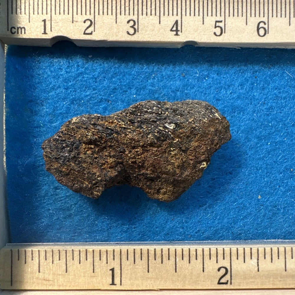 Triceratops Extinct Dinosaur Bone Fossil in Display Case