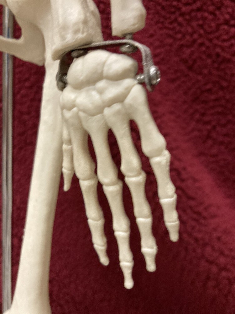 Anatomical Skeleton / Science Class or Orthopedic Medical Practice