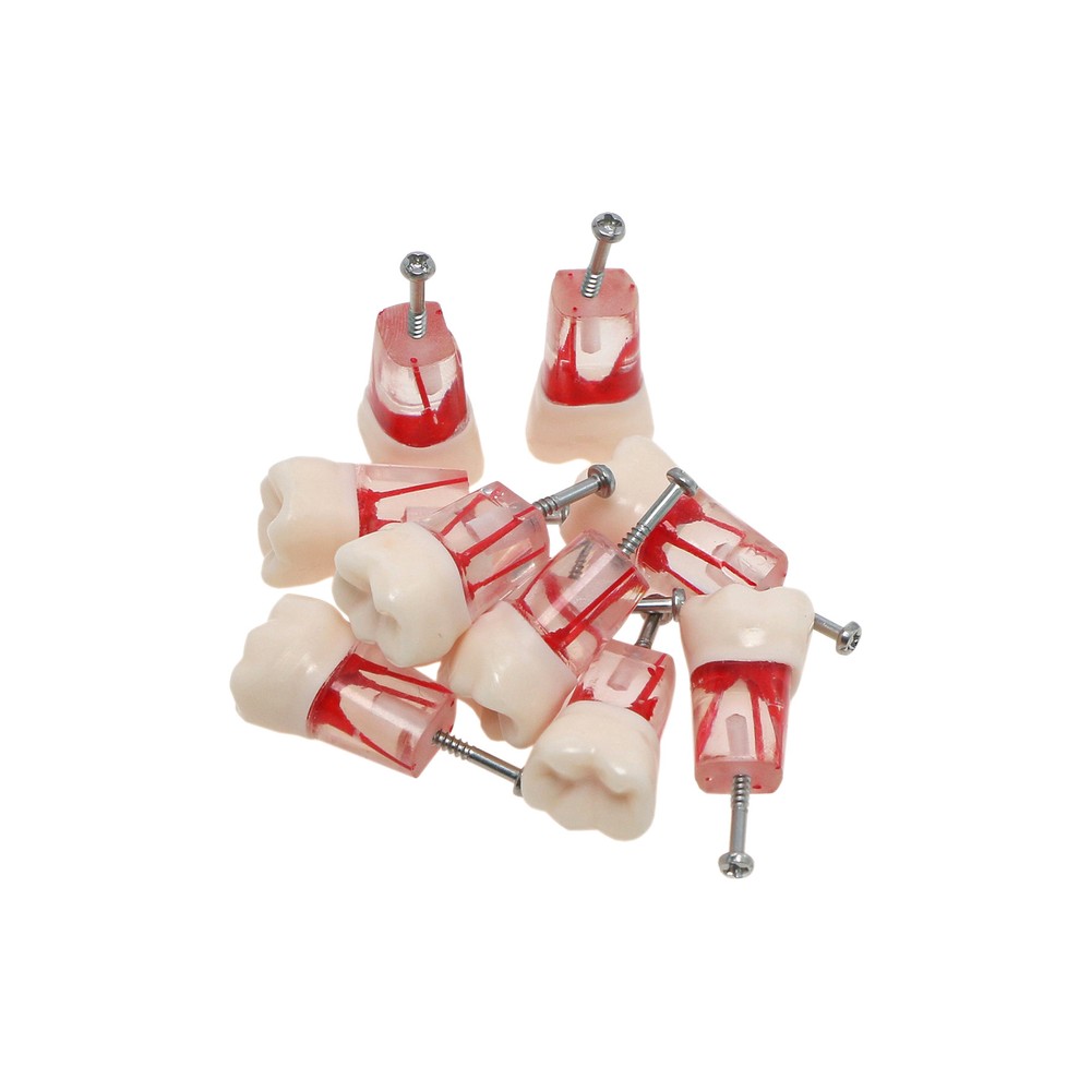 10Pcs Dental Root Canal Study Teeth Model for Endodontic Rotary Files Practice
