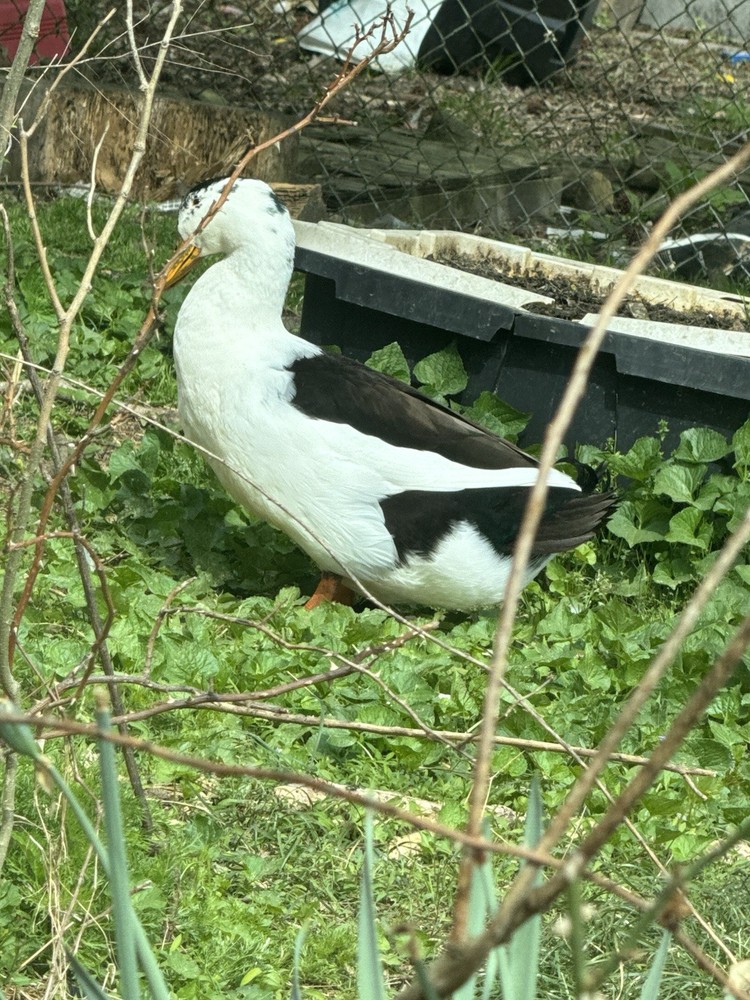 ancona duck eggs, Dozen