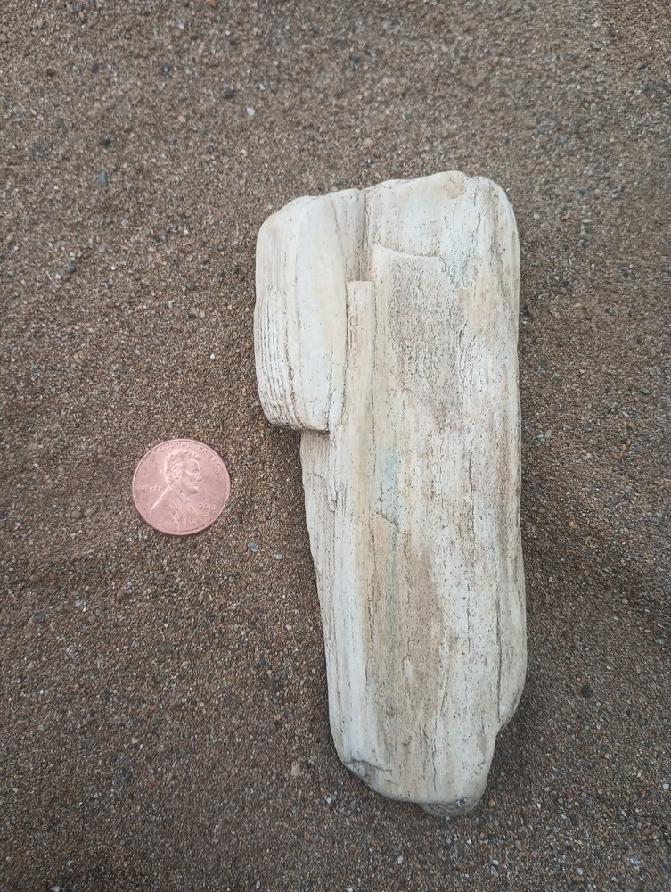 petrified wood white visible grain