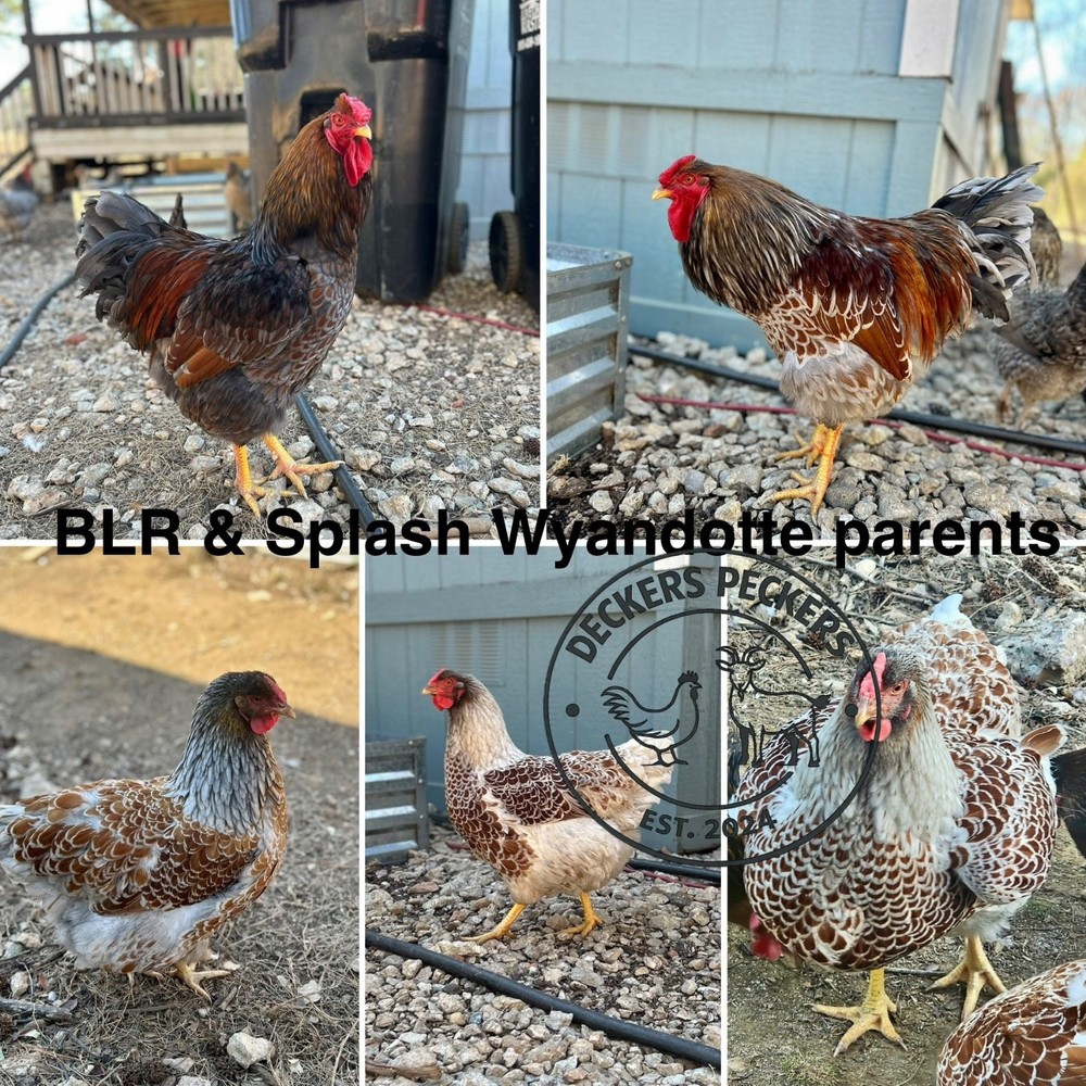 6-12 Blue Laced Red & Splash Wyandotte hatching eggs