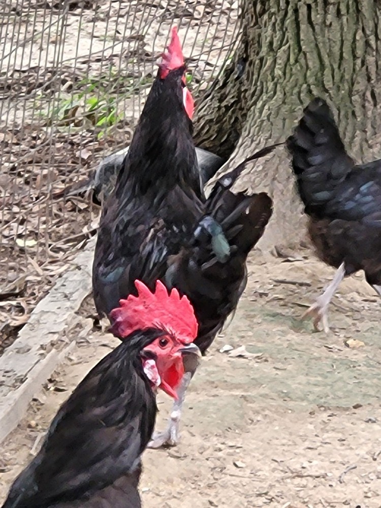 6 Rare Black Penedesenca Hatching Eggs