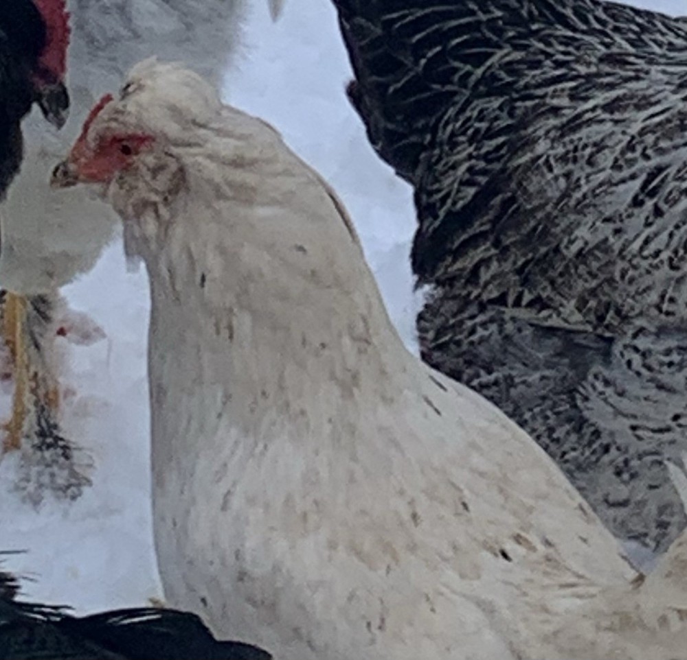 6+ Ermine Americauna Chicken Fertilized Eggs-1st Generation