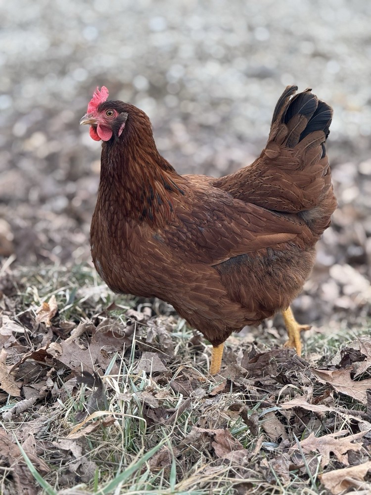 10 “Who’s Your Daddy?” RAINBOW Hatching Chicken Eggs 🤍🌈