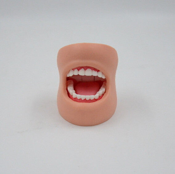 Oral Model Dental Care Model (with Cheeks)