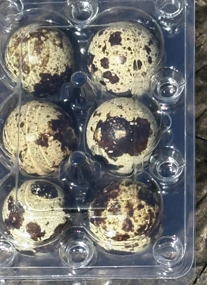 15 Fresh Quail Eggs for Eating or Crafts