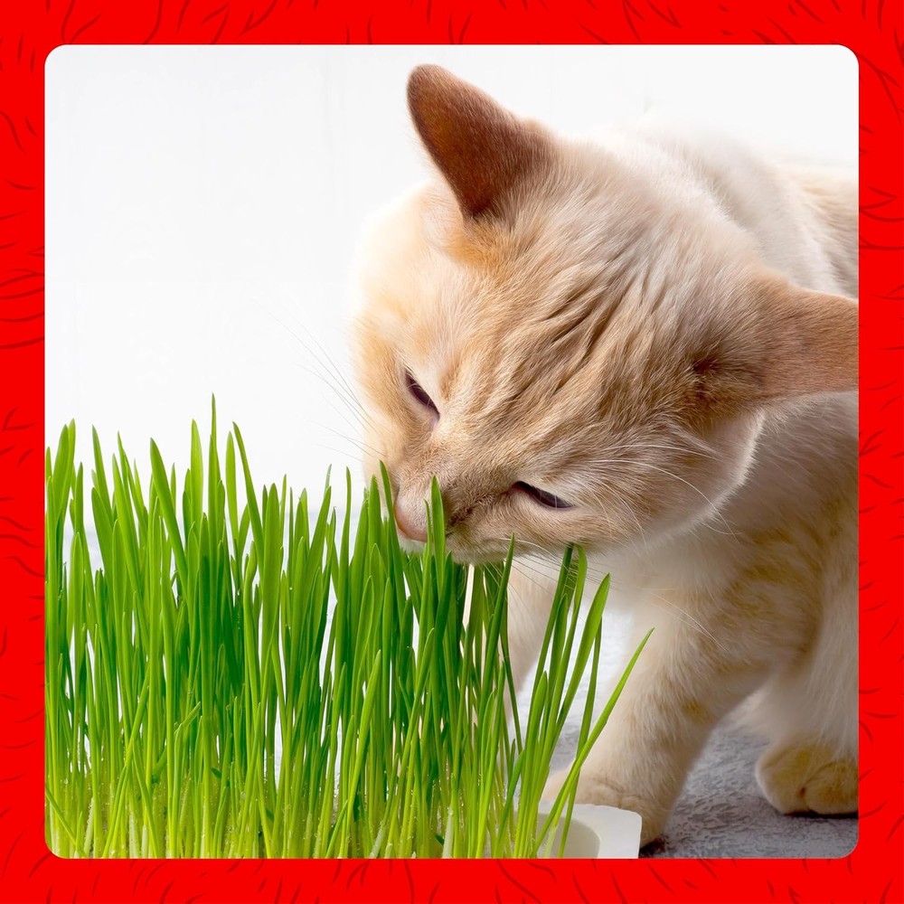 Indoor Cat Grass Kit Miracle Care 5.25 oz