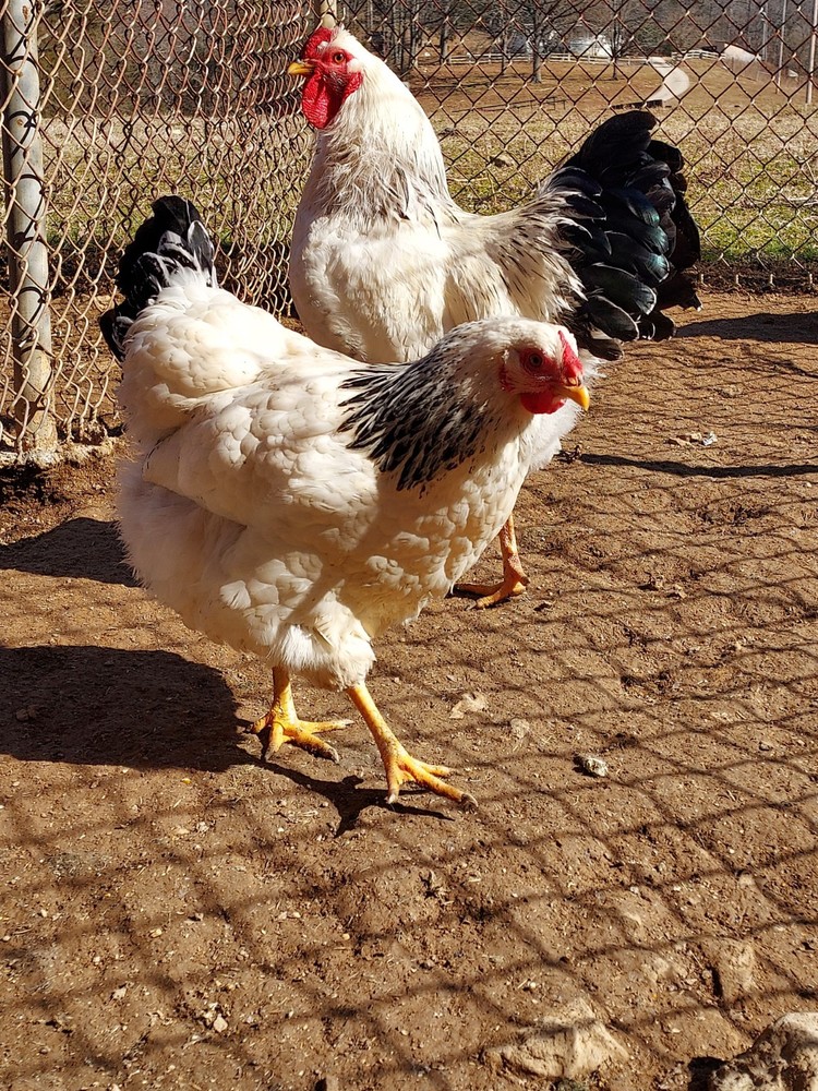 6 Assorted Purebred Chicken Fertile Hatching Eggs (Read Description)