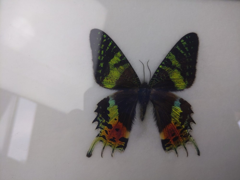 REAL MADAGASCAR SUNSET MOTH CHRYSIRIDIA RHIPHEUS FRAMED