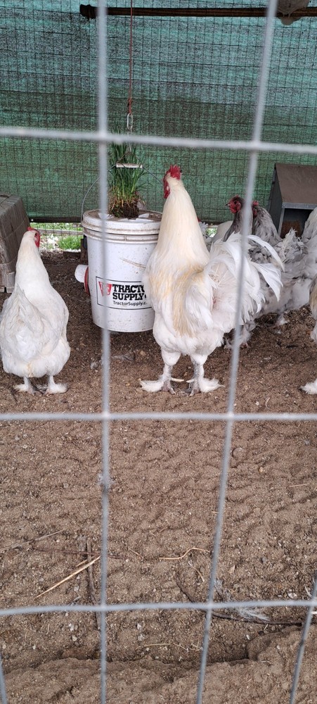 6 Croad Langshan Hatching Eggs (White & Splash)