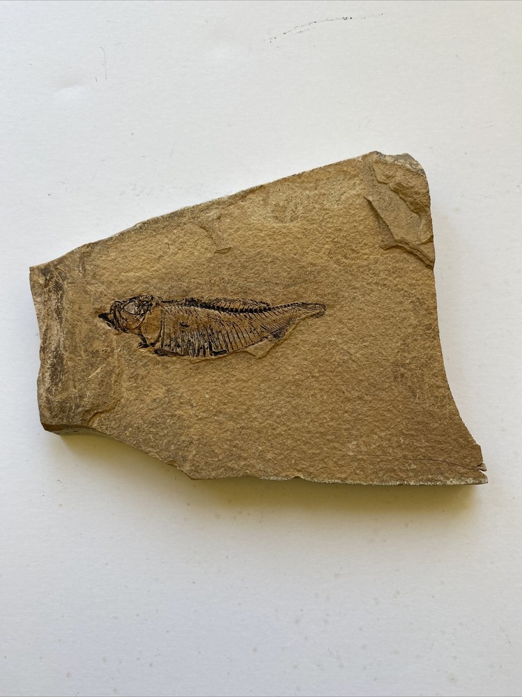 Fish Fossil - Unknown