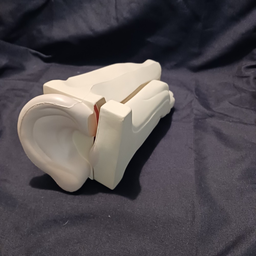 Human Ear Anatomy Model 2 piece