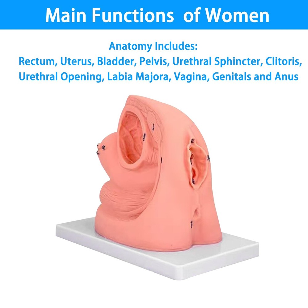 1 Kits Male Female Urethral Catheterization Train Simulator Models Improve Skill
