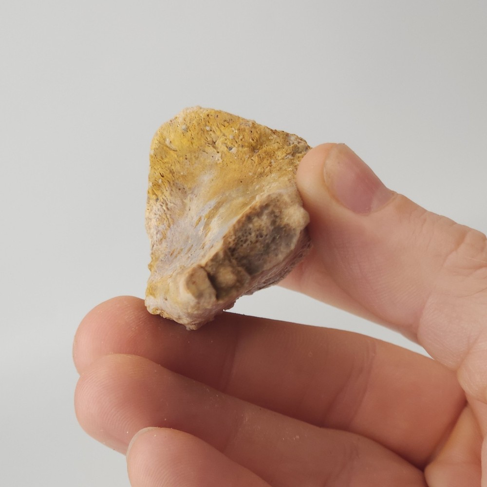 Fossil Bone - Unidentified - Kem Kem Beds - Morocco