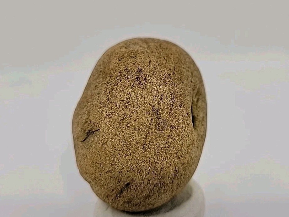 Real Permineralized Reptile Egg Fossil