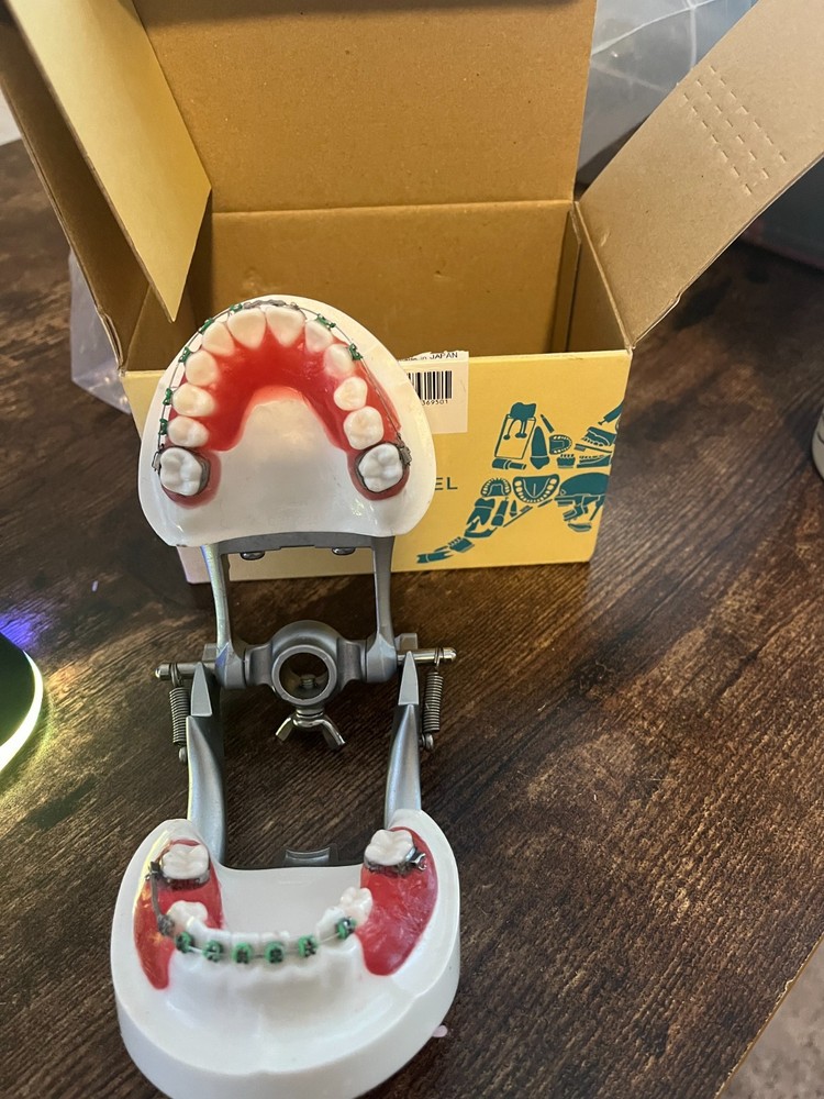 Kilgore Nissin Orthodontic Typodont