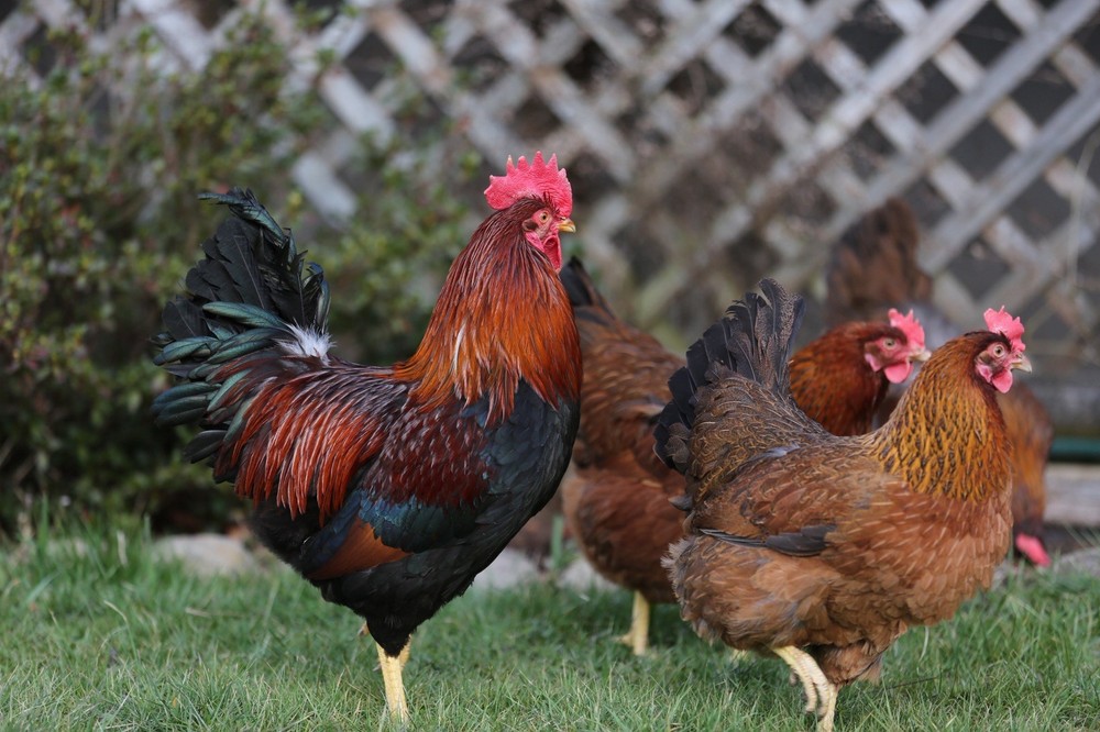 10++ NPIP Welsummer Chicken Hatching Eggs - Read Description