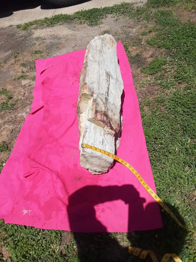 PETRIFIED LOG