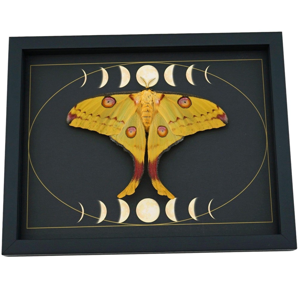 Real Comet Moth Moon Phase Argema mittrei Female Resting Framed Display