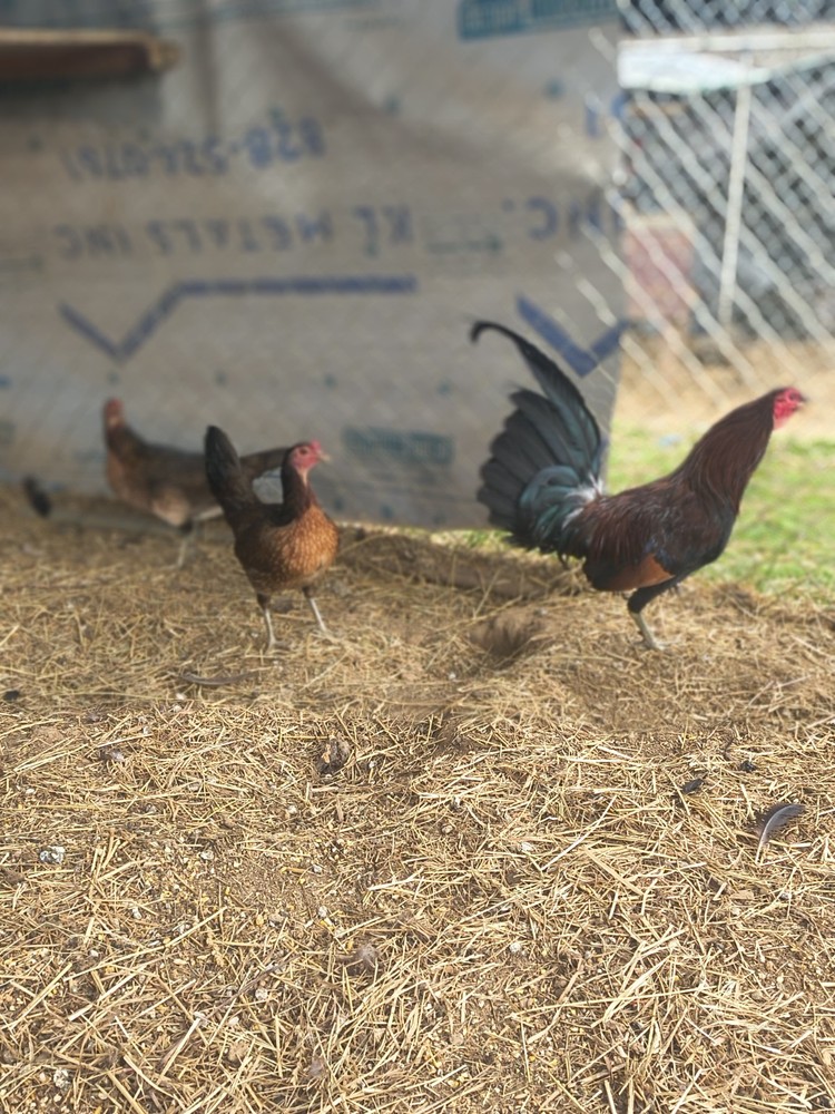 6  Penny Pure Hatching Eggs