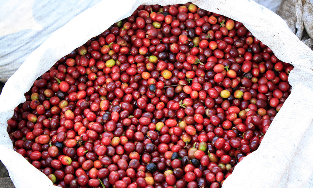 Mocha Java Coffee Beans Roasted Medium & Dark Mixed 2 Bags 1 Pound Each.