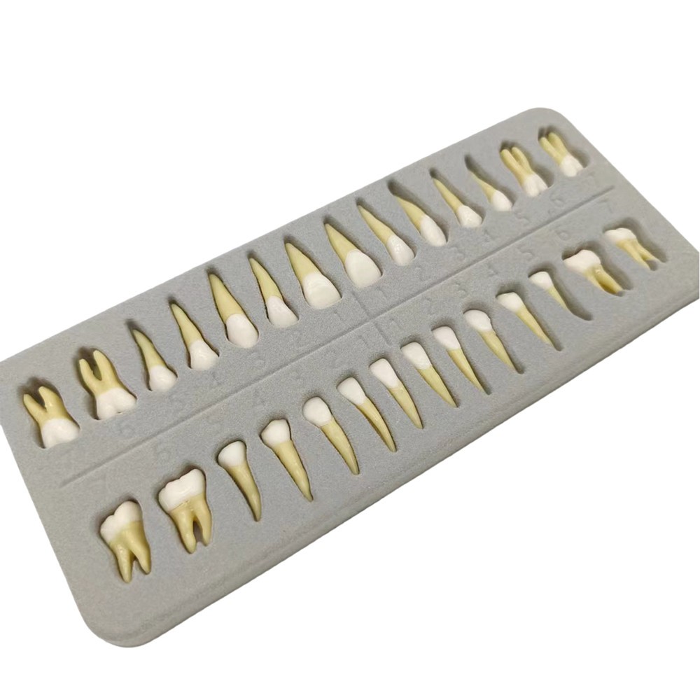 28 Resin Dental Permanent Teeth Study Tooth Model Discrete With Root Simulation