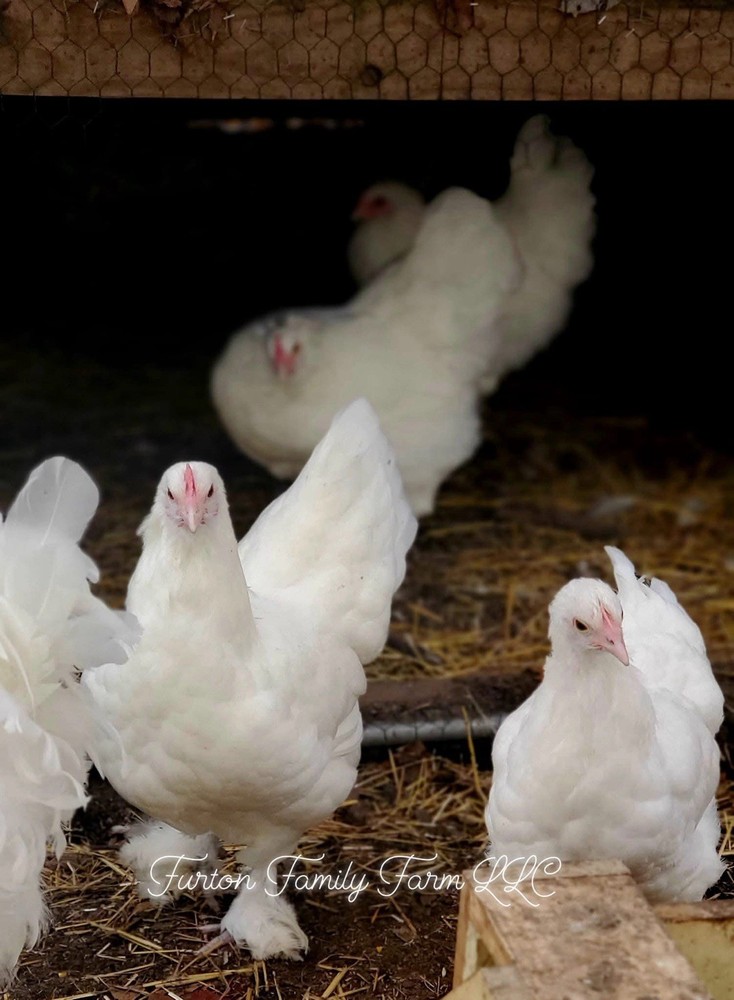 12+ Langshan Blue, Black, Splash Hatching Chicken Eggs