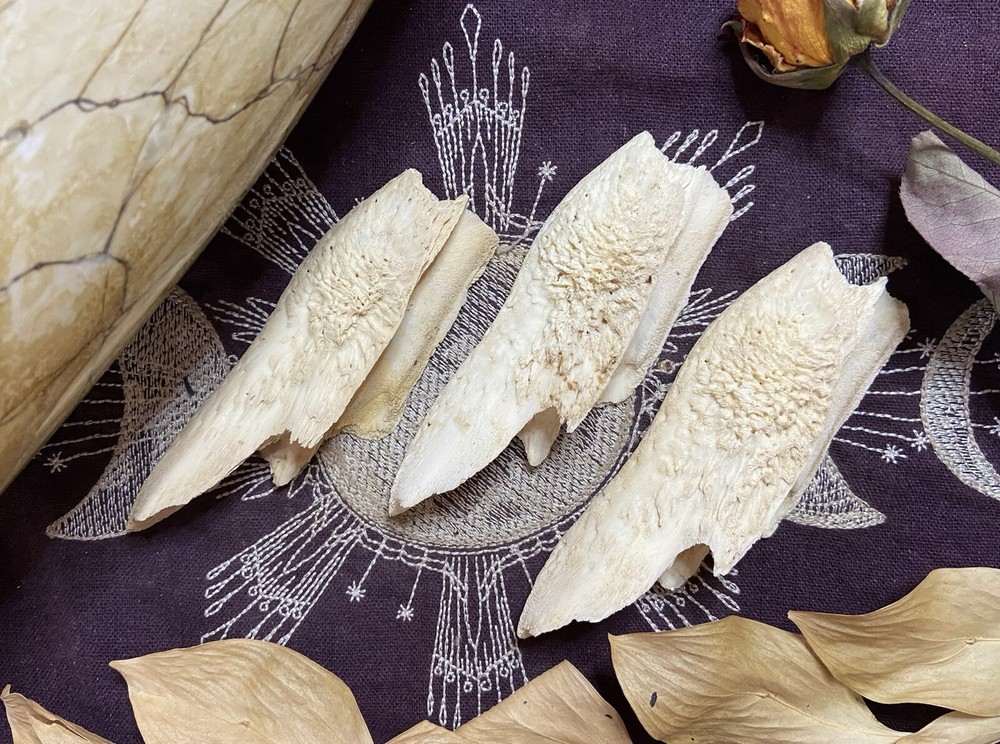 One Ethically Sourced Alligator Maxilla Bone Half, Upper Jaw Bone, Real Bone