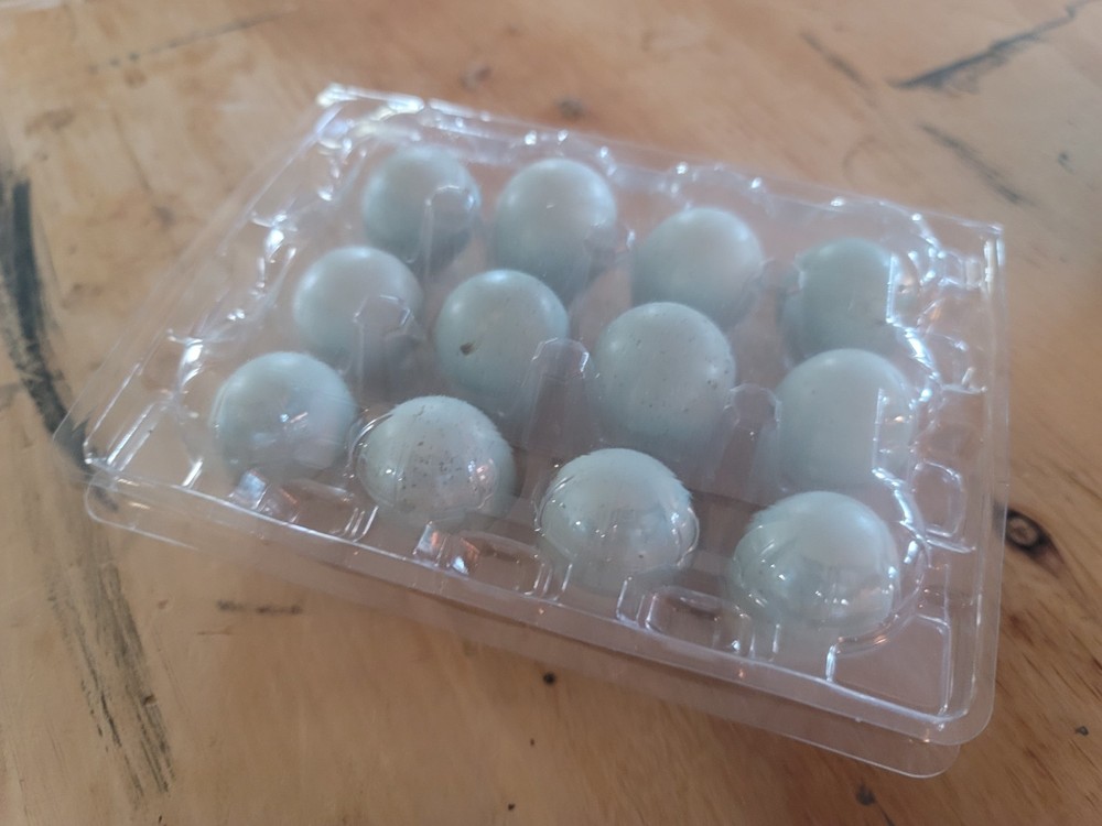 12++ CELADON Quail Hatching Eggs, High Hatching Rate