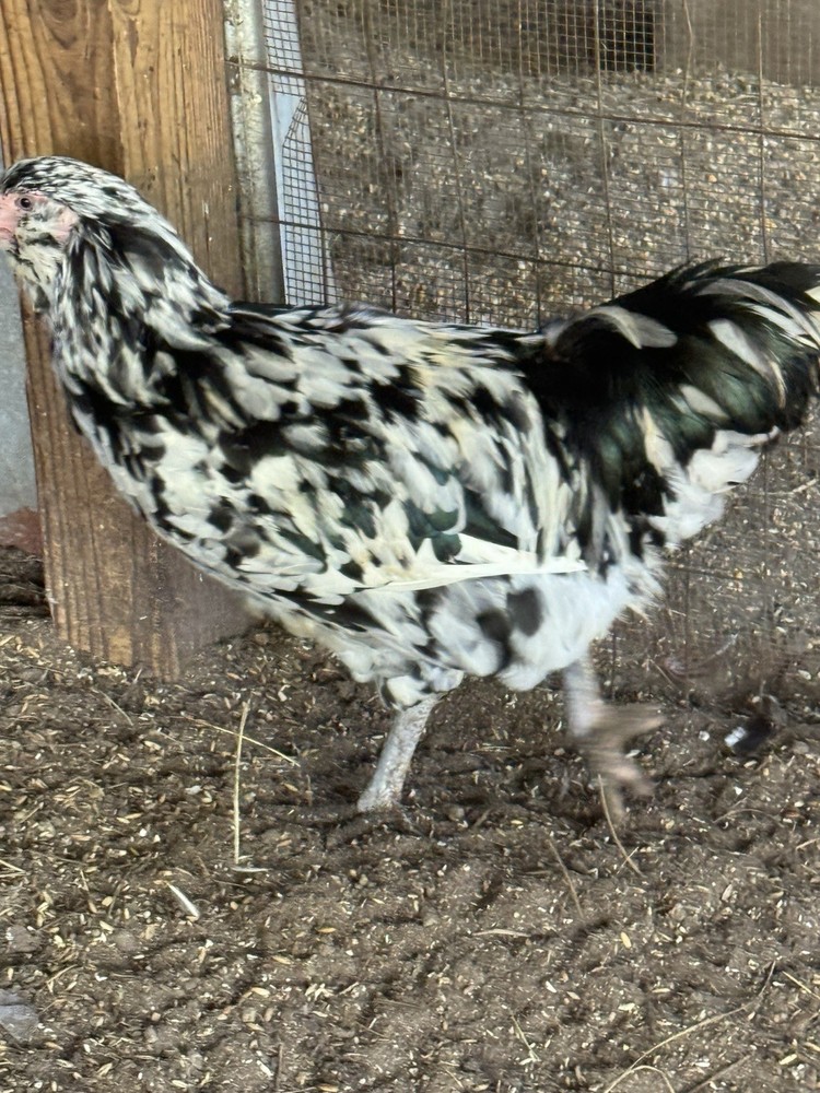 6+ Ermine ameraucana hatching Eggs