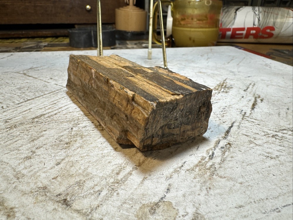 Petrified Wood Specimen 8oz