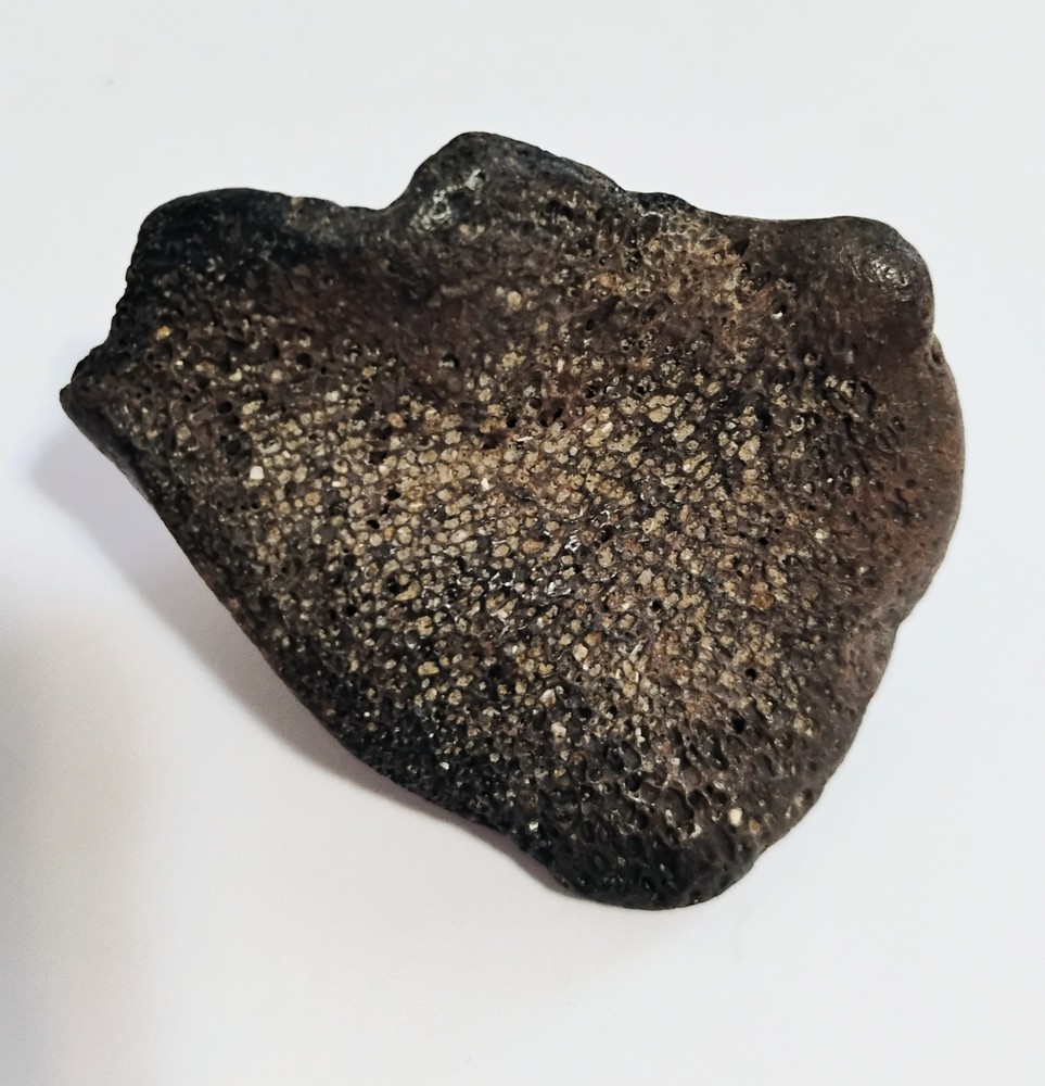 6 Petrified Fossil Bones