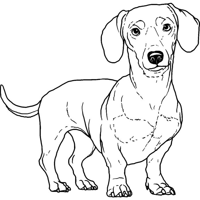 'Dachshund' Unmounted Rubber Stamp (RS029906)