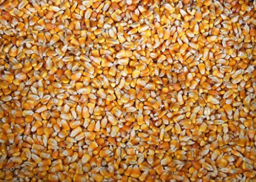 4 Pounds Whole Kernel Feed Corn - Made in USA - Make Corn Meal