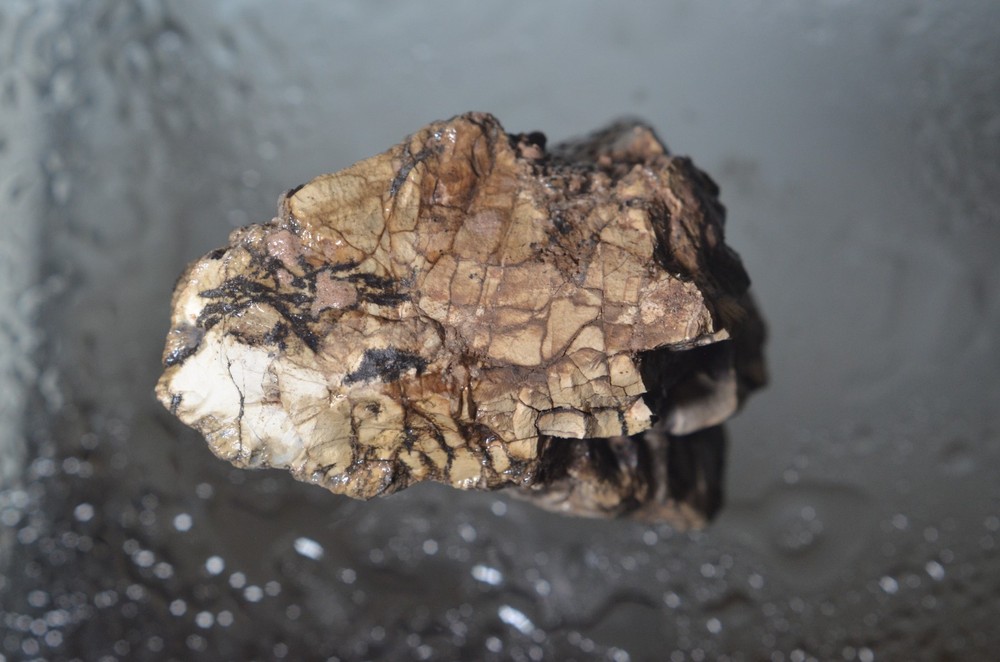 Utah Petrified Wood