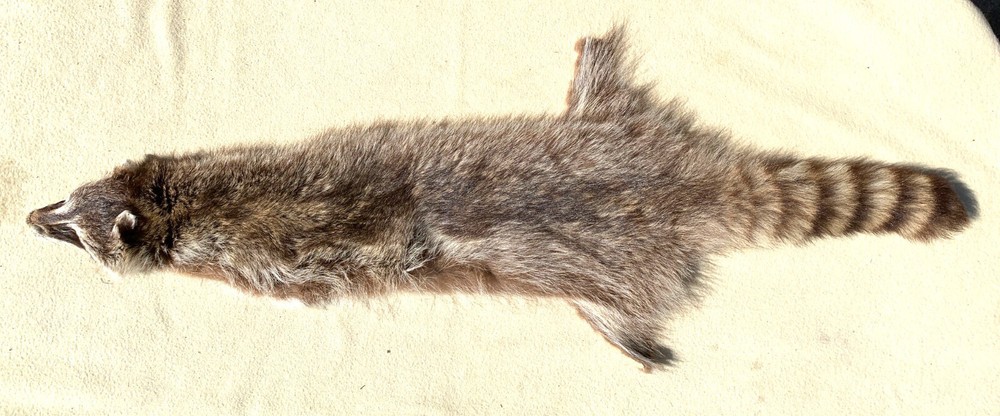 Tanned Raccoon Cased Hide