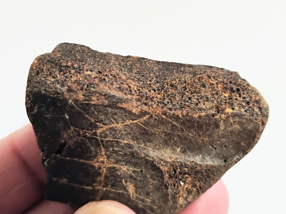 6 Petrified Fossil Bones