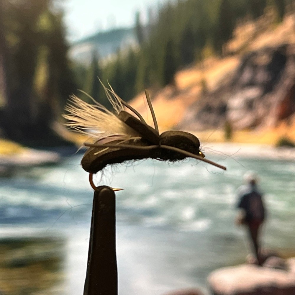 Tims Beetle - (Pack of 3)