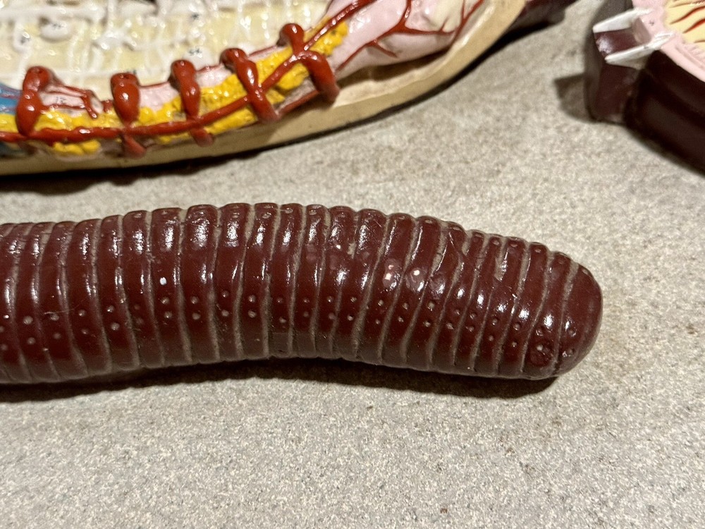 Rare Nystrom Biological Model Worm Cross Section Vintage