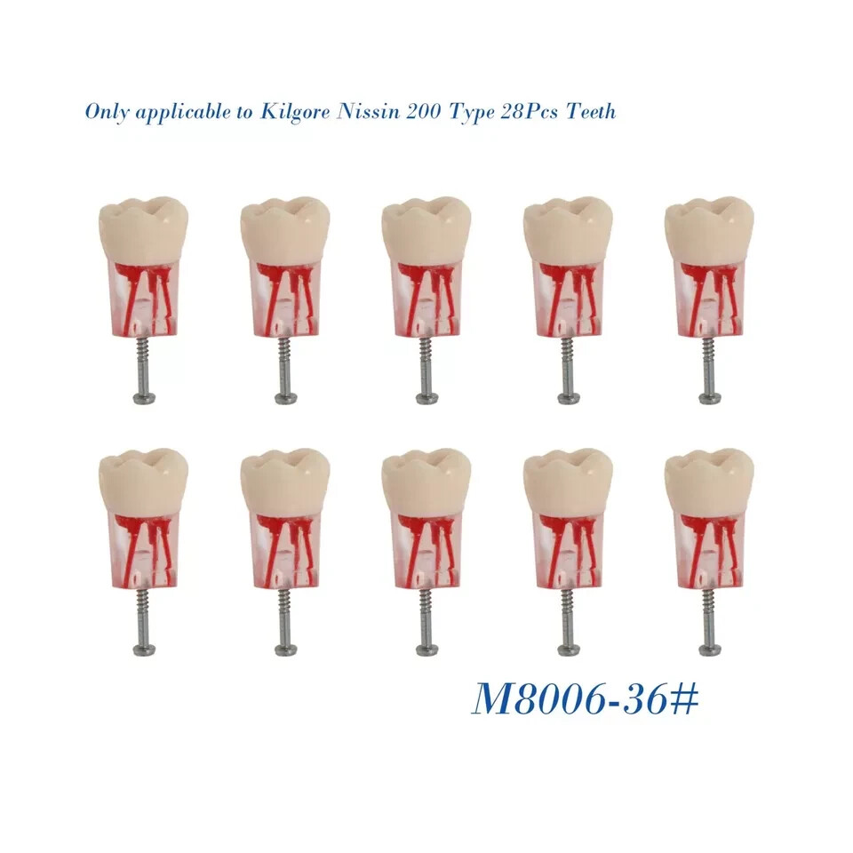 Dental Endo Root Canal Practice Teeth Model M8006-36# RCT Study Typodont Model