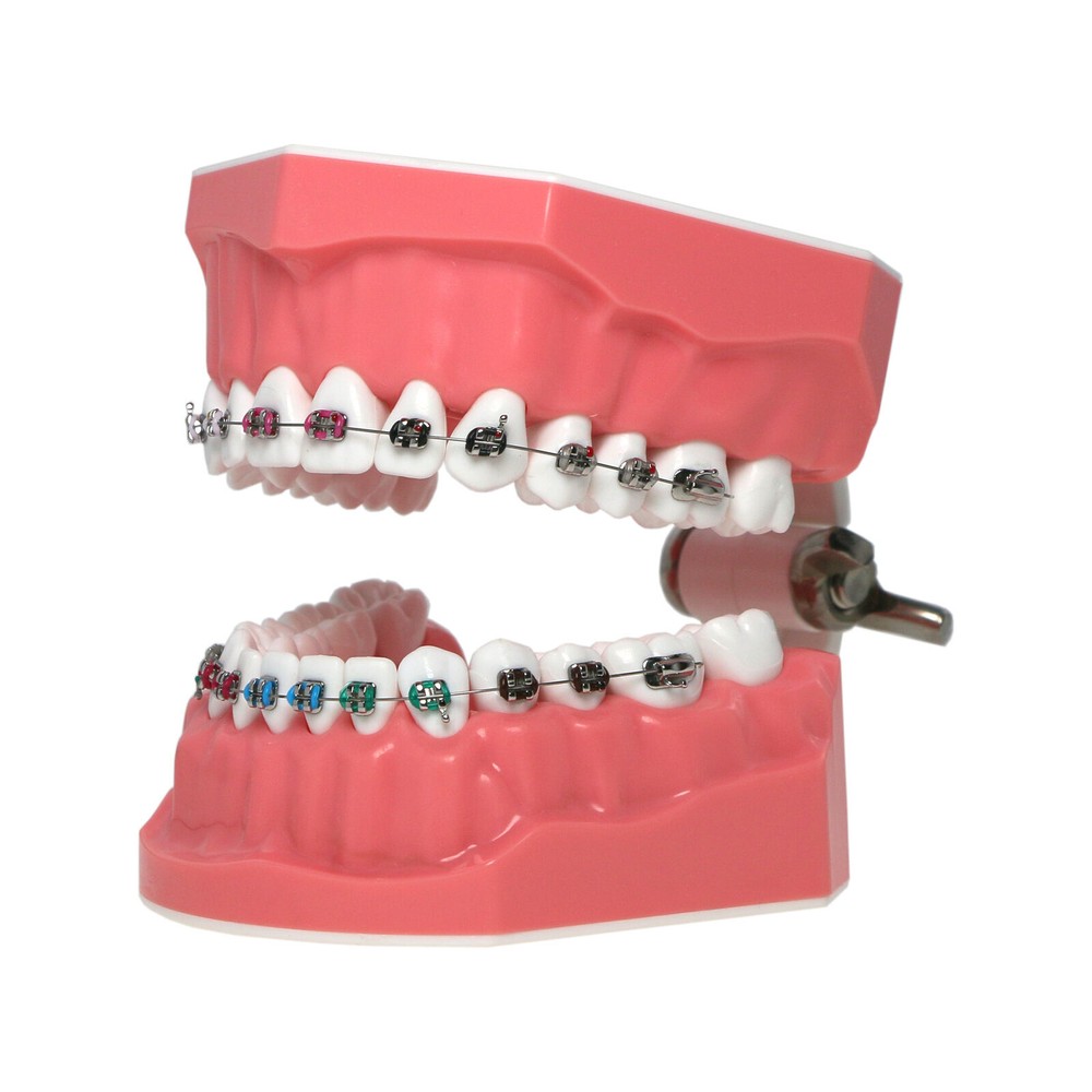 Dental 1:1 Orth Typodont Teeth Model with Brackets Brushing Flossing Practice