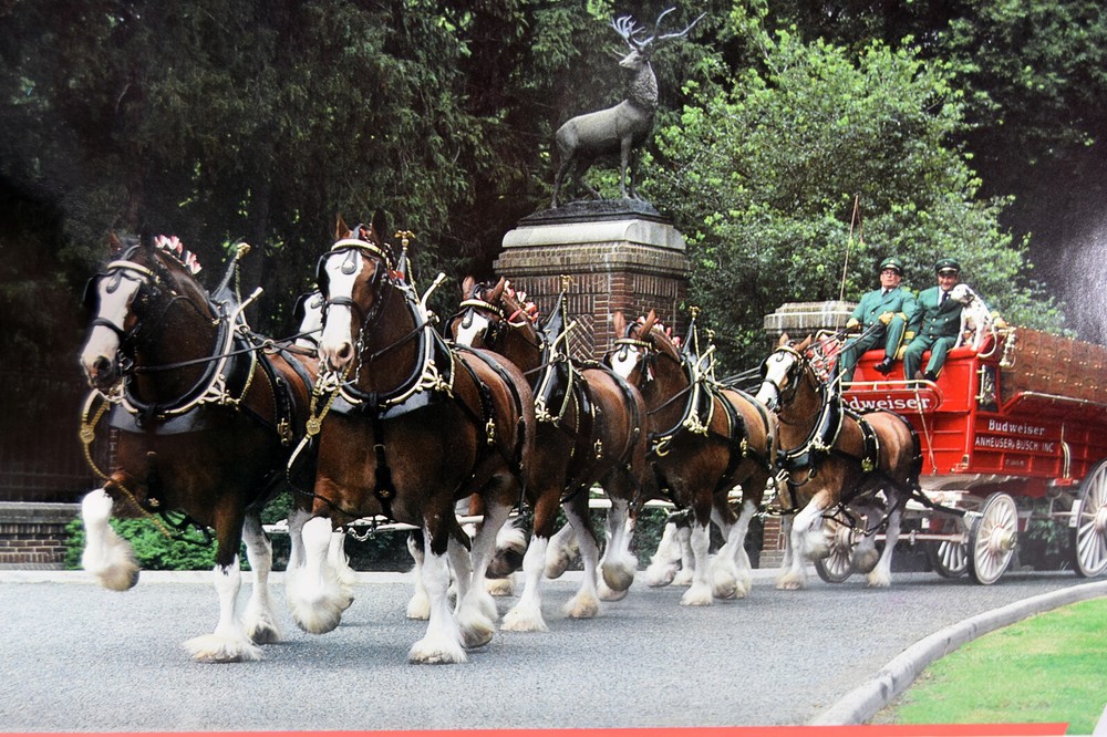 1985 Budweiser Beer Clydesdale Calendar Anheuser Busch Eagle Distributing