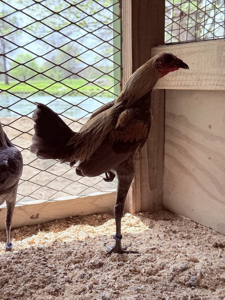 6 + Lemon Blue Modern Game Bantam Hatching Eggs